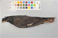 藏品(八哥)的圖片